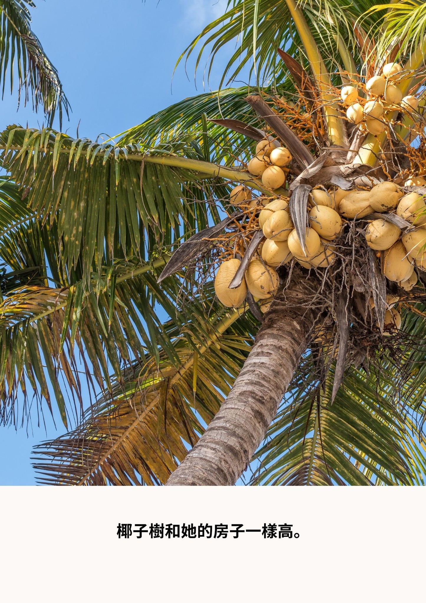 Cracking Coconut 椰子嚦嚦
