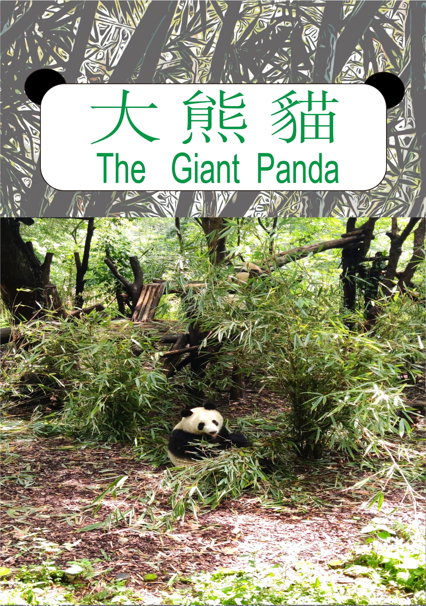 Really? Panda knows Kungfu? 真的嗎?熊貓會功夫?