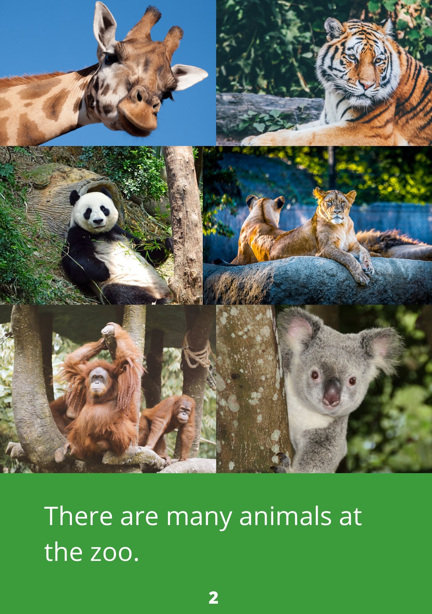 Animals Everywhere