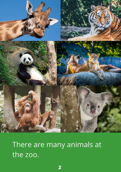 Animals Everywhere