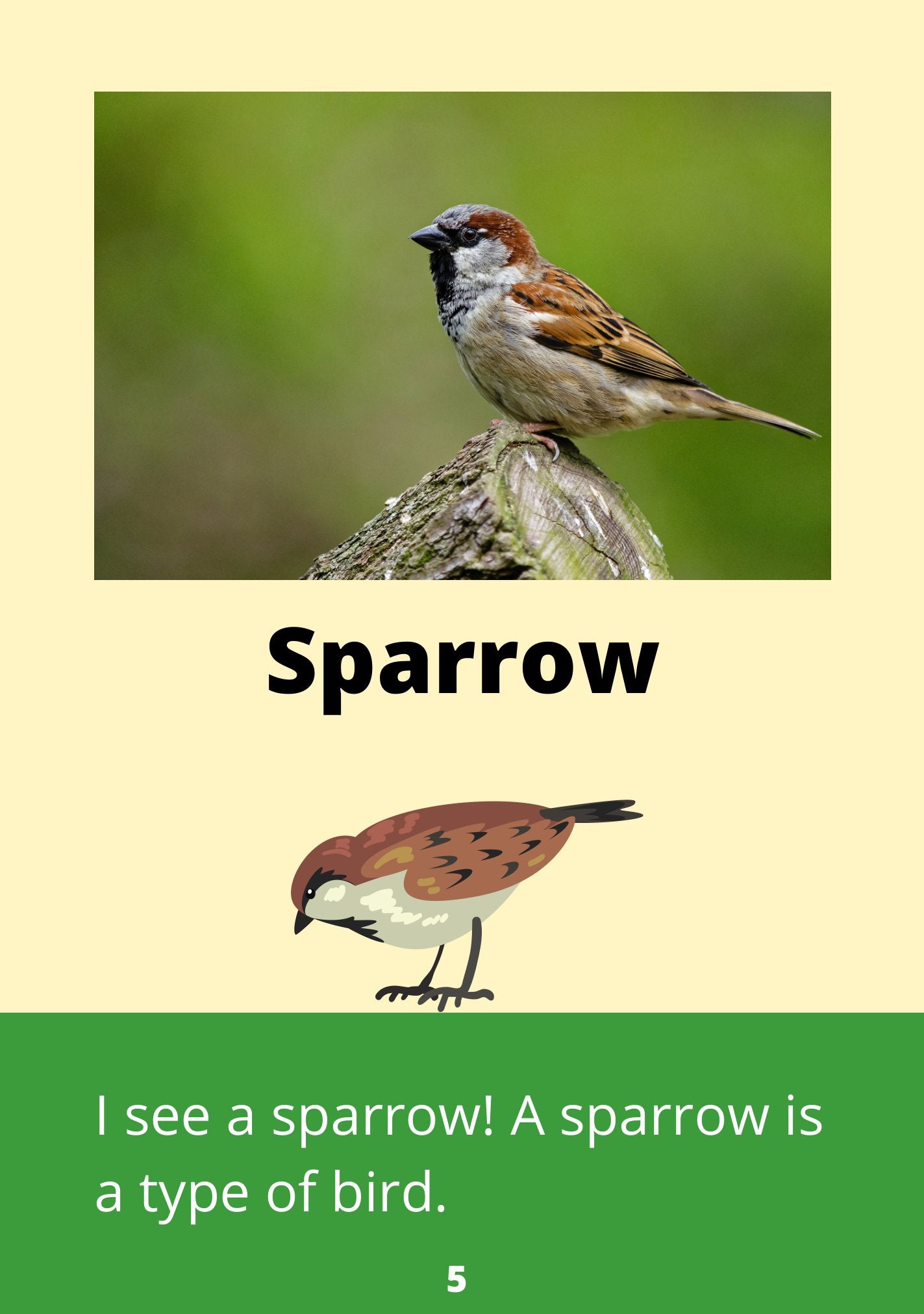 Animals Everywhere
